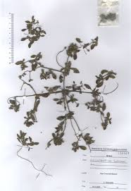 Image result for Heliotropium supinum