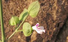 Image result for Dicliptera paniculata
