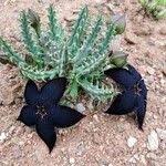 Image result for Tridentea