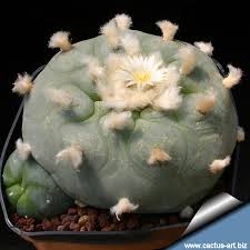 South american shamans use this plant as medicine. Let The Dog In