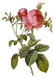 Image result for Rosa
