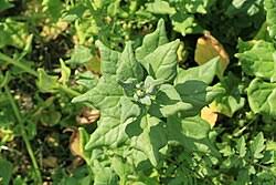 Image result for Tetragonia spicata