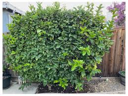 We live in an area with freezing winters, so i have to cut it back in order to get it into the house. Lemon Tree No Fruit