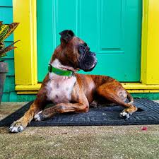 Find boxer puppies in canada | visit kijiji classifieds to buy, sell, or trade almost anything! Louisiana Boxer Rescue Home Facebook
