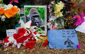 T he cincinnati zoo, where harambe the gorilla was shot dead earlier this year after a child fell into his enclosure, is not amused by the many memes of the massive animal circulating online. The Complicated Appeal Of The Harambe Meme The New York Times
