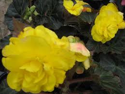 10 Choices When Picking Begonias For Your Container Or Garden Flowers Begonia Flower Seeds