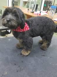 9 victoria terrace, ridgefield, nj 07657 get directions. Our Sweet Lhasapoo And His First Spa Day At Troy S Trims Treats Englewood New Jersey Pampered Puppies Puppy Find Healthy Puppy