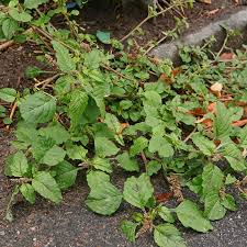 Image result for Amaranthus deflexus