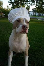 Ze Chef Pet Costumes Dog Costume Dog Hat