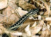 I sällsynta fall kan ryggteckningen se annorlunda ut. Huggorm Naturhistoriska Riksmuseet