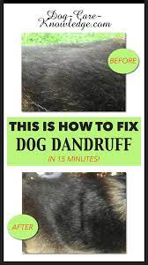 Weight gain without a change in diet. Dog Dandruff This Is How To Fix It In 15 Minutes