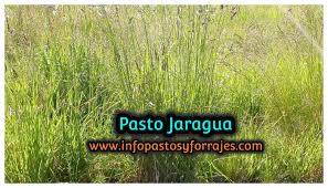 Image result for Digitaria swazilandensis
