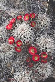 633 x 335 jpeg 130 кб. Common Cacti Of The Southwest Sights Better Seen