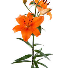We did not find results for: Asiatic Lily Orange Charlotte Flower Market