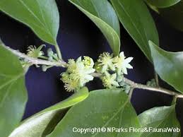 Image result for Dovyalis xanthocarpa