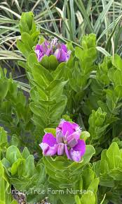 Image result for Polygala