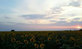 Tablou cu lan de floarea soarelui (v020946v150105). Lan De Floarea Soarelui Pe Seara Mugur Ionescu