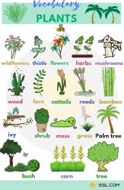 Plant Names List Of Common Types Of Plants And Trees 7 E S L