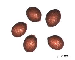 Image result for Basilicum polystachyon