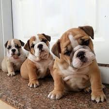 5 Star Service To My Buyers On Poshmark Bulldog Puppies English Bulldog Puppies Baby Animals