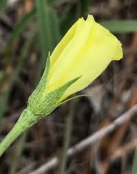 Image result for Cienfuegosia digitata