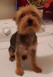 Yorkie dogs for sale in texas. 3 Adult Yorkies For Sale In Laredo Texas Classified Americanlisted Com