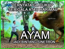  7 Gambar Ayam Dan Tulisan Kata Kata Lucu Dunia Fauna Hewan Binatang Tumbuhan Lucu Gambar Lucu Gambar