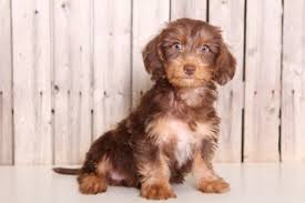 Some designer breed dogs are friendly with strangers and some are suspicious (they should never be overly aggressive if properly trained). View Ad Dorkie Puppy For Sale Near Ohio Mount Vernon Usa Adn 90571