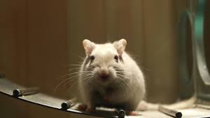 mouse poison to get rid of house mice