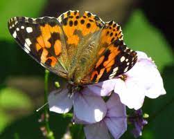 Some plants grow better in partial sun, and the butterflies may need refuge from the dog days. Gardening For Butterflies Ofnc