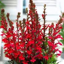 Image result for foto Lobelka