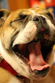 Buenos Dias Disfrutad Hoy Sabado Por Lo Visto Manana No Habra Buen Tiempo Por Aqui Photography Projects English Bulldog Photography