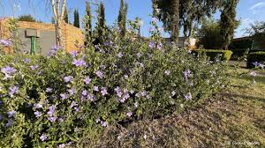 Image result for Barleria rotundifolia