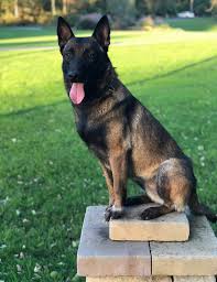2 beautiful belgian sheepdogs puppies. Belgian Malinois For Sale Lancaster Pa Honeybrook Malinois