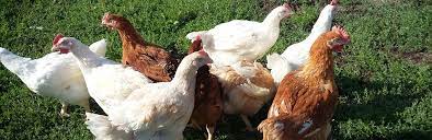 Ak predávate z dvora ako nepodnikateľ postačí, ak budete pri. Aktualna Ponuka Gyron Hydinarska Farma A Liahen Kurciat