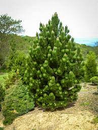 Eastern White Pine Trees For Sale The Tree Center