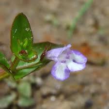 Image result for Linderniella