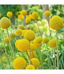 Image result for Crotalaria misella