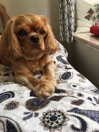 Abbie Cavalier Kings Charles Spaniel Pawshake Hong Kong Cavalier King Charles Charles Spaniel King Charles
