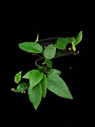 Image result for Begonia elaeagnifolia