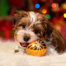 Havaneses for adoption, small dog breeds, puppies near me, puppies on sale, puppyfinder, puppies near me for adoption, havanese. 1 Havanese Puppies For Sale By Uptown Puppies