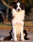 Border Collie Puppies for Sale | Lancaster Puppies