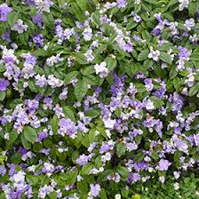 Image result for Brunfelsia pauciflora