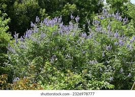 Image result for Vitex thyrsiflora