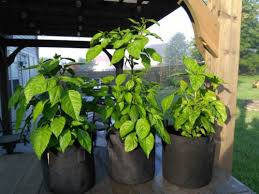 In scoville heat units, the carolina reaper has an average of 1.5 million, which is almost 500 times more powerful than a regular jalapeno, and can reach heights of up to 2 million shu. Live Carolina Reaper Plants 3 Pack Pepperhead