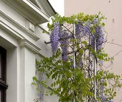 Blauregen Glyzinie Glycinie Wisteria Bildbeispiele Pflege Schnitt Blauregen Glyzinie Rankhilfe