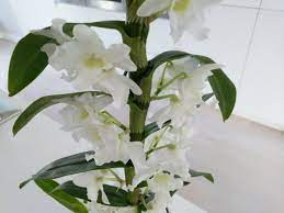 How To Care For A Dendrobium Nobile Orchid With Pictures Smart Garden Guide