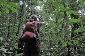 We would like to show you a description here but the site won't allow us. Ketambe Dschungeltour Zu Orang Utans Im Gunung Leuser Nationalpark