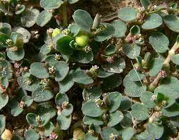 Image result for Euphorbia serpens