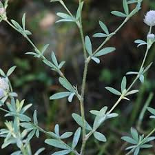 Image result for Trifolium